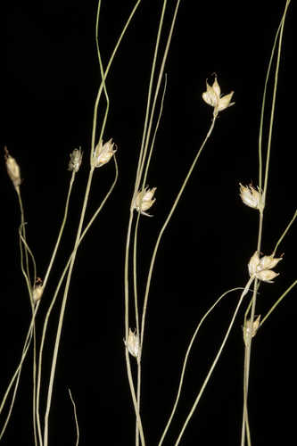 Carex trisperma #5